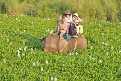 Almost looks like the elephant had 4 flat tires submerged in the watery preserve.