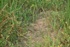 A cobra snake is spotted in the preserve. The elephant stopped and alarmed us of the snake.