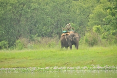 Morning exercise for the elephent. Each elephant has the same handler for years.
