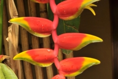 Tropical Bird of Paradise flower