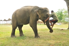 The easy way to step up onto an elephant.