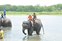 Lets see now how do you get an elephant to reverse?