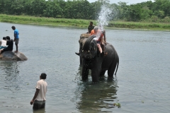 The elephants answer... no way... over and over again the elephants let us have it. Pay back time for the long ride the night before in the Chitwan Park