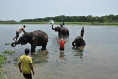 Never in my life did I think I would get to wash an elephant and have it respond back so much.