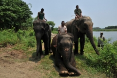 Magnificent animals and their handlers.