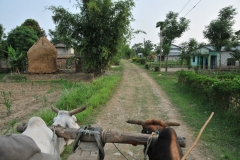 Ox cart ride through the village.