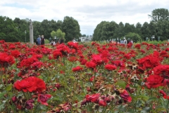 Beautiful roses in bloom in the park