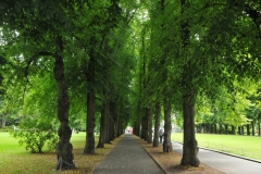 The tree lined walkway is beautiful when a moment in time no one was walking through the trees.