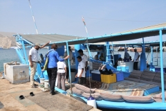 Travel group boarding a Dhow for a leisurely ride on the Arabian Sea. Motored toward Musandam's longest and most spectacular fjord "Norway of the Arabia".