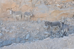 Wild Donkeys