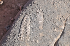 Fossils in the rocks thousands of years old