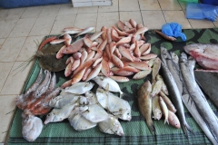 Great variety of fresh caught fish.