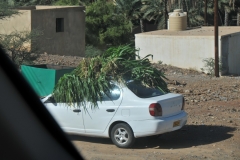 Bringing in the crops