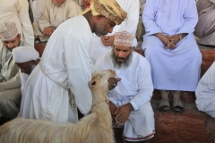 Checking out the goat. Interested buyer