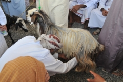 Check out the goats reproductive organs??? make sure it is good for mating