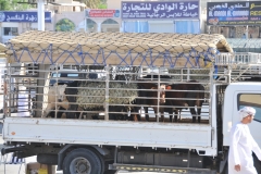 Purchased animals ready for transport