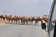 Camel Crossing
