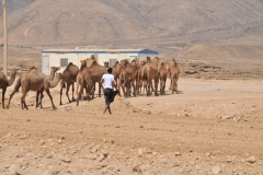 That is a hard hot job herding camels