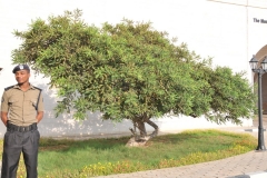 Frankincense tree
