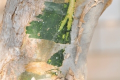 Frankincense is a resin from trees belonging to the Boswell family. The trees have an outer bark that peel away like parchment flakes and a greenish bark which contains the trees sap and aromatic resin.