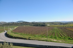 The vineyards of the  winery.
