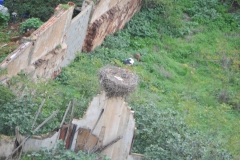 A stork nest