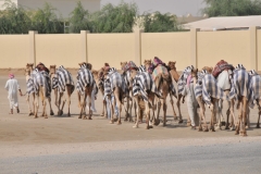 When was the last time you saw a camel crossing?