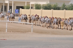 That is a lot of camels
