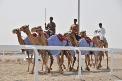 Camel Races
