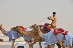 This is known as the "Sport of Sheikhs"