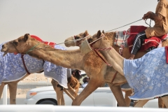 It was a thrill driving alongside the track as these beautiful animals raced