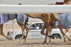 The guy in the car under the camel's belly was not happy that we were driving alongside the track as they were training