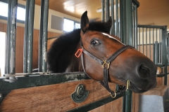 Visit to the Qatar Racing and Equestrian Club
