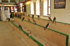 Falcons for sale