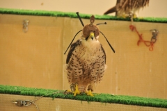 Falcon for sale