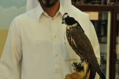 It was easier to let the Falcons take down birds migrating than to shoot them.