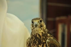 Beautiful Falcon