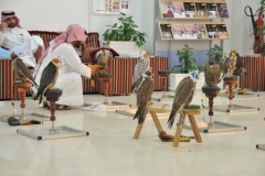 Waiting room at the Falcon Hospital. Talk about an expensive hobby.