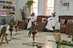 Falcons have their own perch to rest while waiting to be seen by a medical doctor