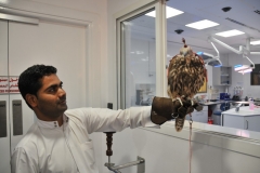 Proud of his Falcon