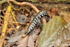 local critter