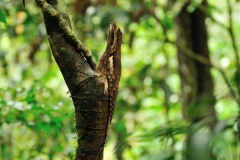 A type of Owl