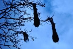 Hanging bird nests