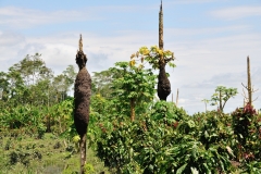 Termites