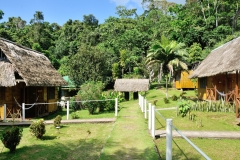 Notice how dense the forest and jungle is