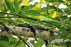 Iguana sleeping