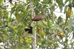 Exotic rain forest birds