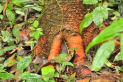 Rain forest tree trunk