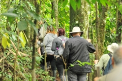 Walk through the dense growth