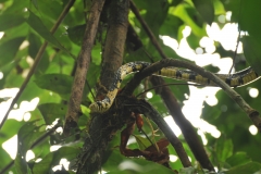 Black and yellow non poisonous snake